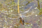 Große Königslibelle, weibl., Anax imperator