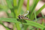 Mondfleck-Schwebfliege, Eupeodes luniger