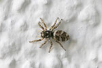 Zebraspringspinne, Salticus scenicus