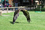 junger Weißkopfseeadler