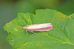 Rhabarberzünsler, Oncocera semirubella