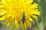 Grüner Scheinbockkäfer, männl., Oedemera nobilis