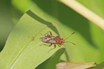 Hellbraune Glasflügelwanze, Rhopalus subrufus