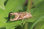 Achateule, Phlogophora meticulosa