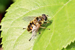 Totenkopf - Schwebfliege, Myathropa florea