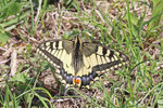 Schwalbenschwanz, Papilio machaon