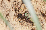 Feld-Sandlaufkäfer, Cicindela campestris