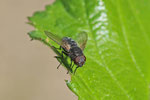 Schmeissfliege, Pollenia sp.