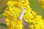 Gespinstmotte, Yponomeuta sp.