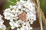 Olivbrauner Zünsler, Pyrausta despicata