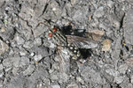 Graue Fleischfliege, Sarcophaga sp.