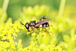 Gelbrand - Waffenfliege, Stratiomys potamida