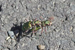 Feld-Sandlaufkäfer, Cicindela campestris