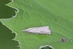 Zünsler, Crambus lathoniellus