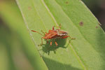 Hellbraune Glasflügelwanze, Rhopalus subrufus