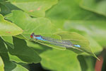 Kleines Granatauge, männl., Erythromma viridulum