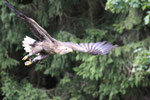 Weisskopfseeadler