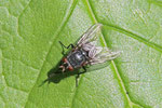 Blaue Schmeissfliege, Calliphora vicina