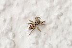 Zebraspringspinne, Salticus scenicus