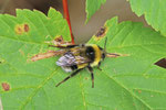 Heidehummel, Bombus jonellus