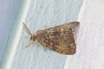 Schwammspinner, Lymantria dispar