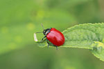 Pappelblattkäfer, Chrysomela populi