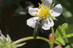 Graugrüner Scheinbockkäfer, männl., Oedemera virescens