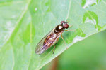 Schwarzkopf-Schwebfliege, Melanostoma scalare