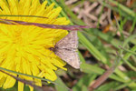 Olivbrauner Zünsler, Pyrausta despicata