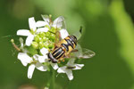 Gemeine Sumpfschwebfliege, Helophilus pendulus