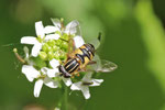 Gemeine Sumpfschwebfliege, Helophilus pendulus