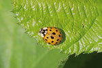 Asiatischer Marienkäfer, Harmonia axyridis