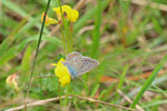 Gemeiner Bläuling, männl., Polyommatus icarus