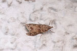 Zünsler, Eudonia mercurella