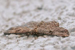 Rauten-Rindenspanner, Peribatodes rhomboidaria