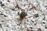 Hornweberknecht, Phalangium opilio