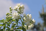 Pfeifenstrauch, Philadelphus sp.