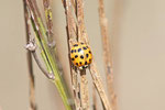 Asiatischer Marienkäfer, Harmonia axyridis