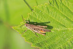 Brauner Grashüpfer, männl., Chorthippus brunneus