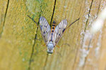 Gem. Schnepfenfliege, Rhagio scolopaceus