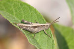 Grashüpfer, Larve, Chorthippus biguttulus-Gruppe
