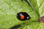 Asiatischer Marienkäfer, Harmonia axyridis