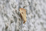 Seideneulchen, Rivula sericealis