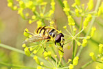 Totenkopf - Schwebfliege, Myathropa florea