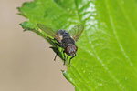 Schmeissfliege, Pollenia sp.