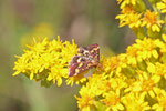 Purpurroter Zünsler, Pyrausta purpuralis