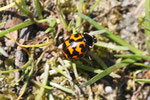 Asiatischer Marienkäfer, Harmonia axyridis