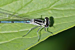 Hufeisen-Azurjungfer, männl., Coenagrion puella