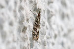Zünsler, Eudonia mercurella