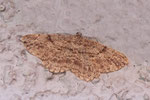 Rauten-Rindenspanner, Peribatodes rhomboidaria
